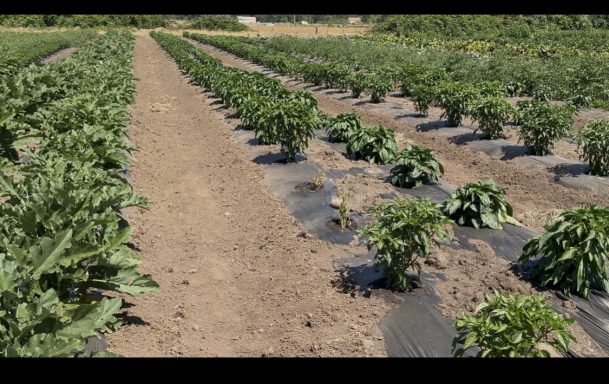 Community Farming Project